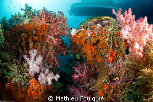 soft corals by Mathieu Foulquié 